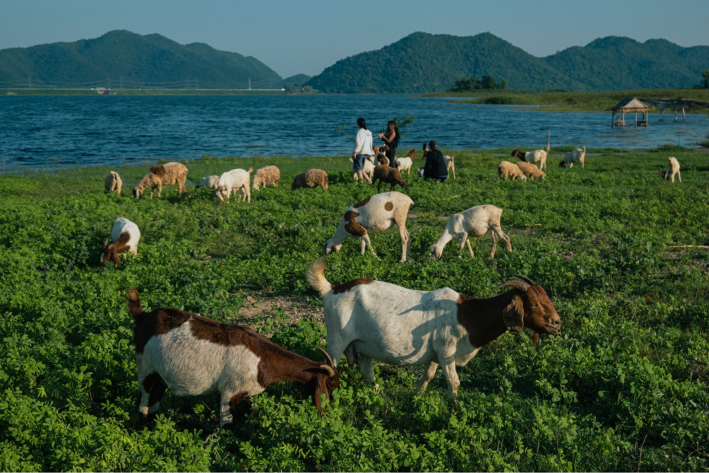 ที่เที่ยวธรรมชาติหัวหิน ดูแพะหลังเขื่อนปราณบุรี