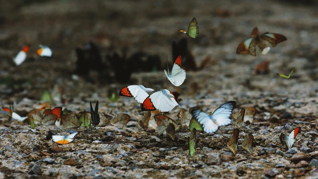 กลุ่มผีเสื้อหลากสีเกาะเรียงรายบนพื้นดินใกล้น้ำตกป่าละอูอย่างเป็นธรรมชาติ