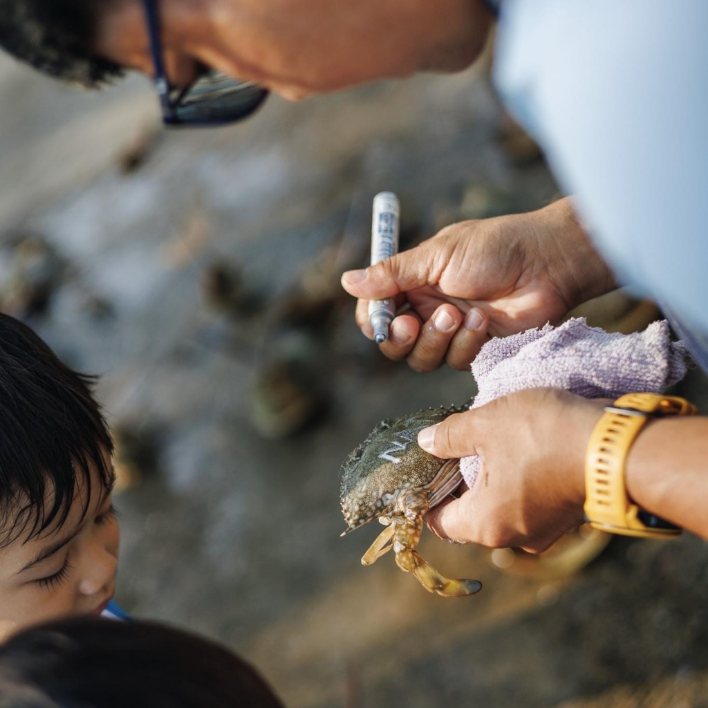 ปล่อยปูม้าสู่ทะเล กิจกรรมดี ๆ ใกล้โรงแรม Loligo Resort Hua Hin