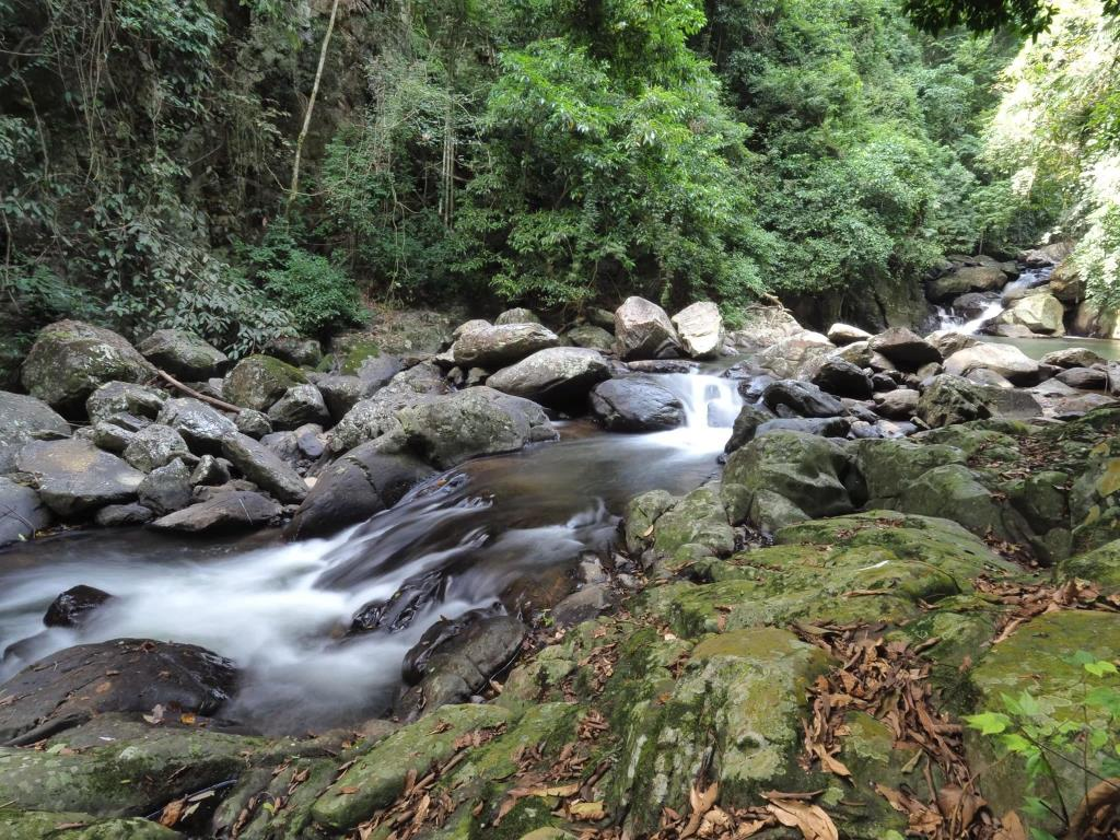 มุมมองธรรมชาติระหว่างทางขึ้นน้ำตกป่าละอูที่โอบล้อมด้วยต้นไม้ใหญ่