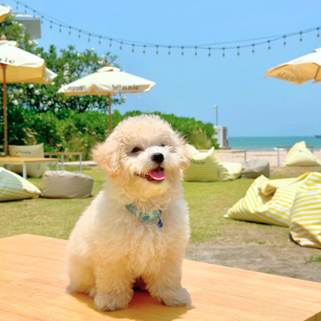 bOnnie on the beach คาเฟ่หัวหิน Pet Friendly